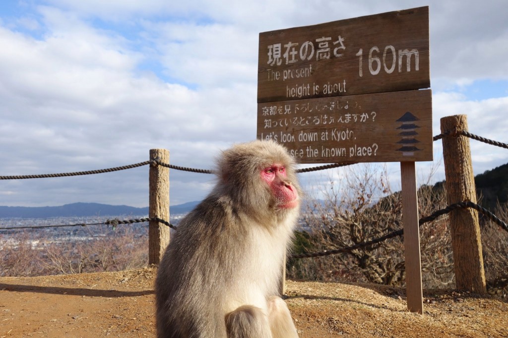 京都嵐山　観光日帰り旅行　渡月橋と竹林と超おすすめのモンキーパーク編