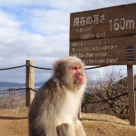京都嵐山　観光日帰り旅行　渡月橋と竹林と超おすすめのモンキーパーク編
