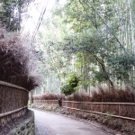京都嵐山　観光日帰り旅行　竹林と食べ歩き編