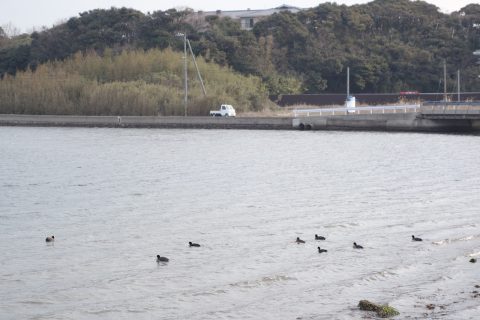 海士町をお散歩してみた。自然が豊かで海もすぐそこ。